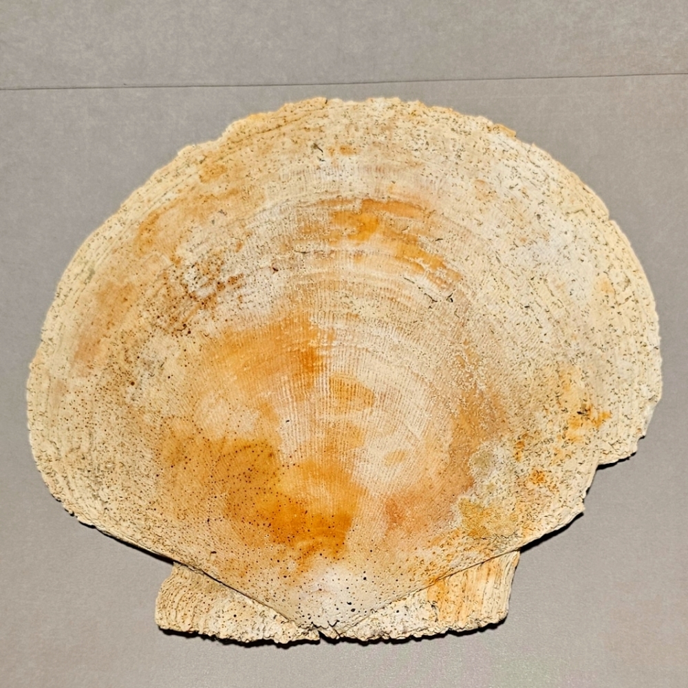 Huge Vintage Seashell